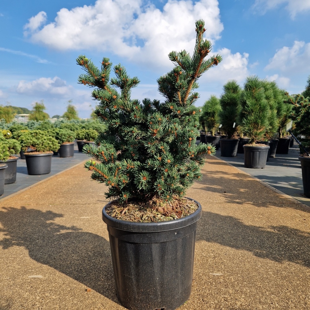 Picea pungens 'Luckey Strike', D 32 cm