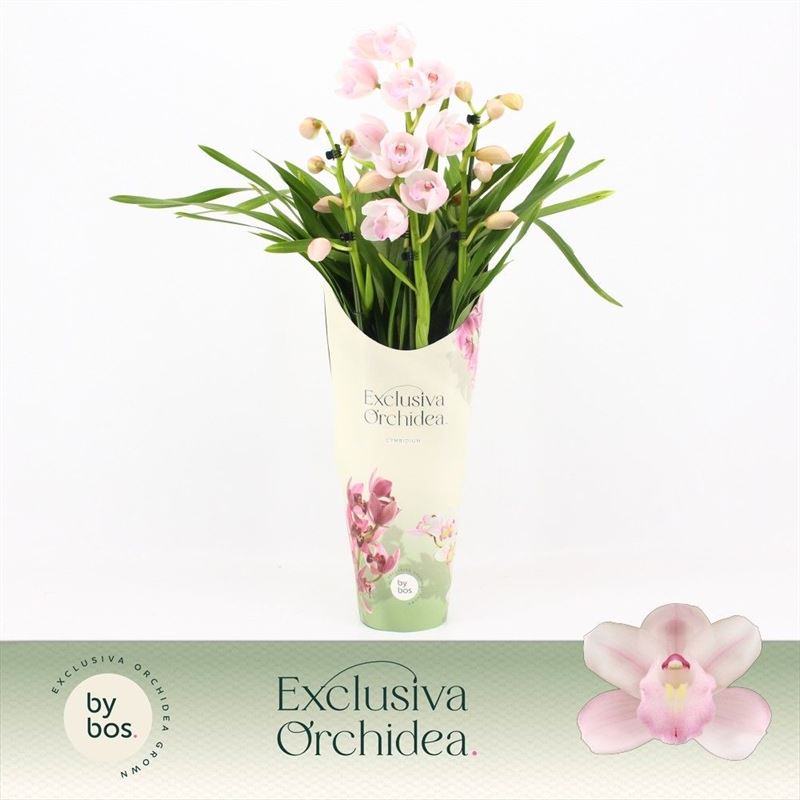 Potcover p14 exclusiva orchidea Cymbidium p14 Pink Bell 3T, D 14