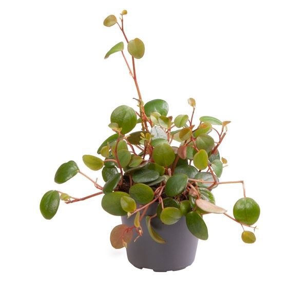 Peperomia Pepperspot, D 6 cm