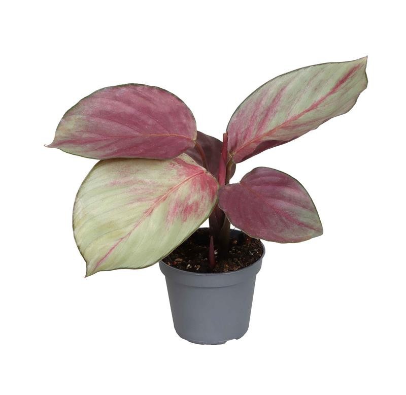 CALATHEA SPECIES 'MEDALLION MISTY', D 6