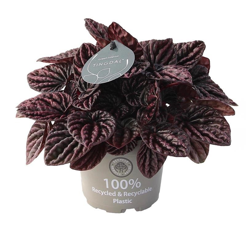 PEPEROMIA CAPERATA 'RED LUNA', D 12