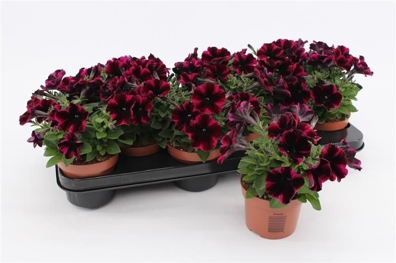 Petunia Johnny Flame, D 10,5