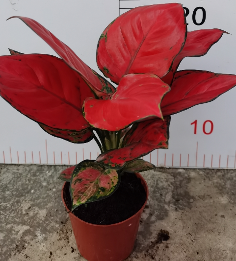 Аглаонема аньямани нэрроу 9 25 (предзаказ)