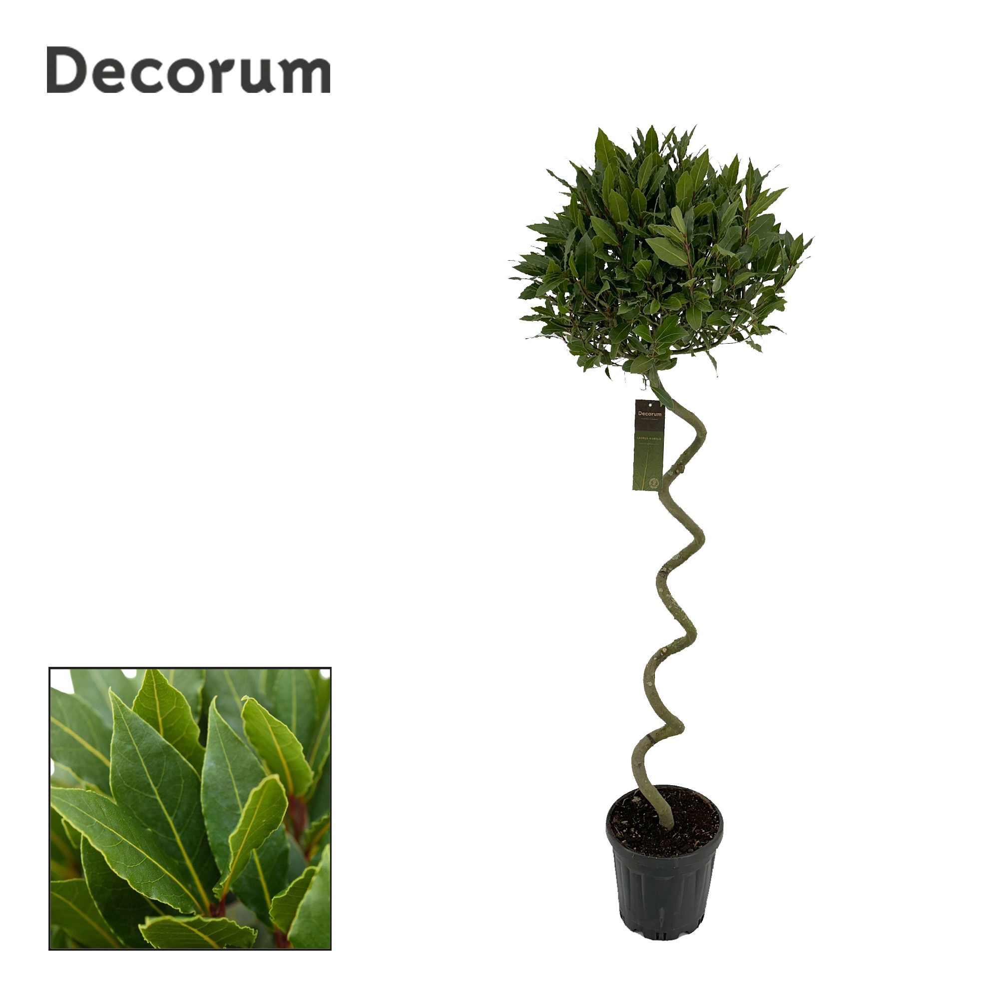 Laurus nobilis Kurketrekker, D 25