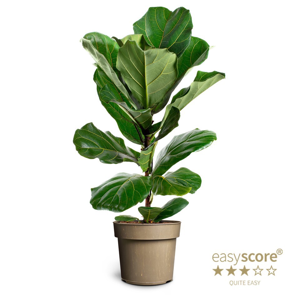 FICUS LYRATA, D 17 cm