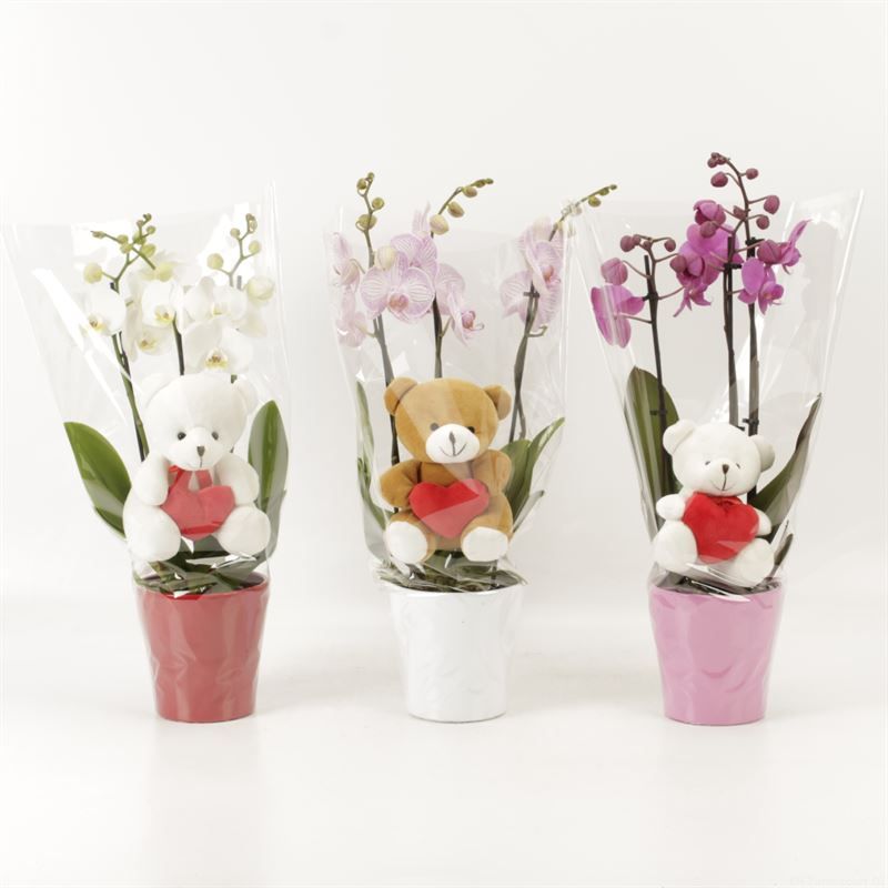 Phalaenopsis gemengd 3 tak gemengd shorty in valentijn keramiek met valentijn beer, D 12