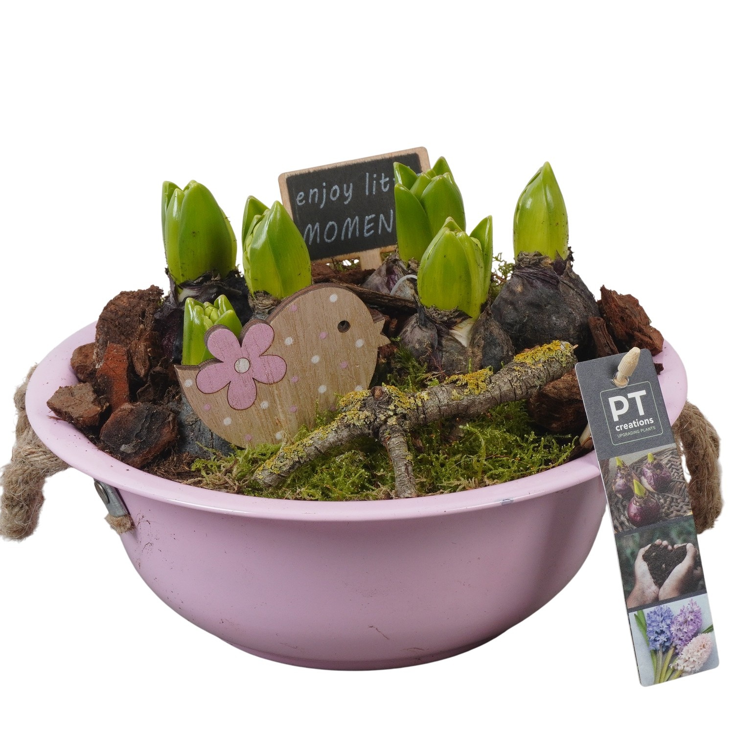 PTHC9102 Arrangement Hyacints in zink schaal, D 24