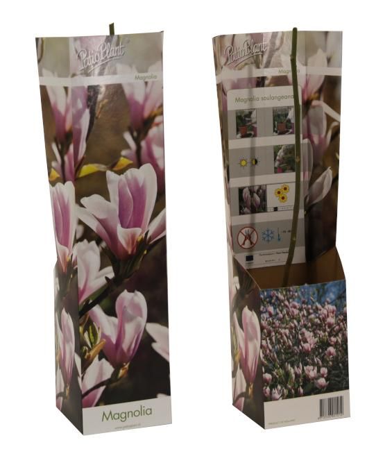 Magnolia soulangeana (lichtroze), D 9
