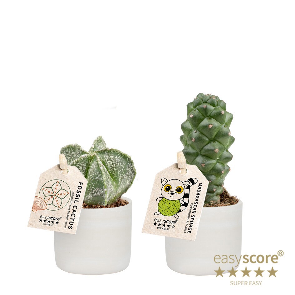 GREEN MIX 40680654 Raw Gr, Cactus Specia, D 7 cm