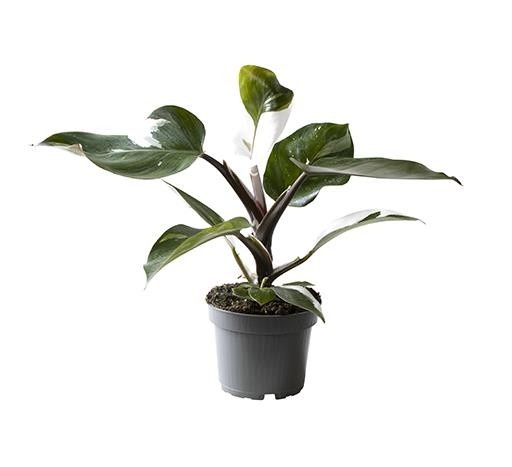 PHILODENDRON-HYBRID 'White Knigt', D 12 cm