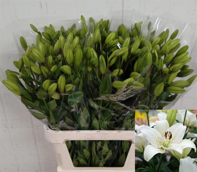 Лилия Айлайнер 80, шт.