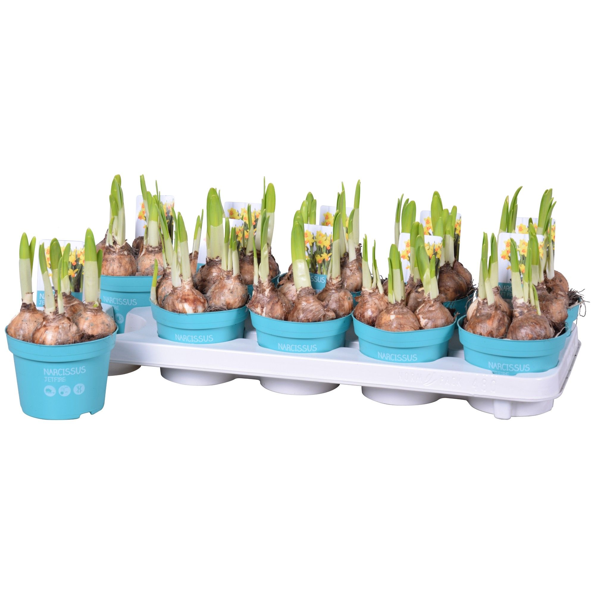 Narcis Jet Fire 'Diamond Collection', D 12