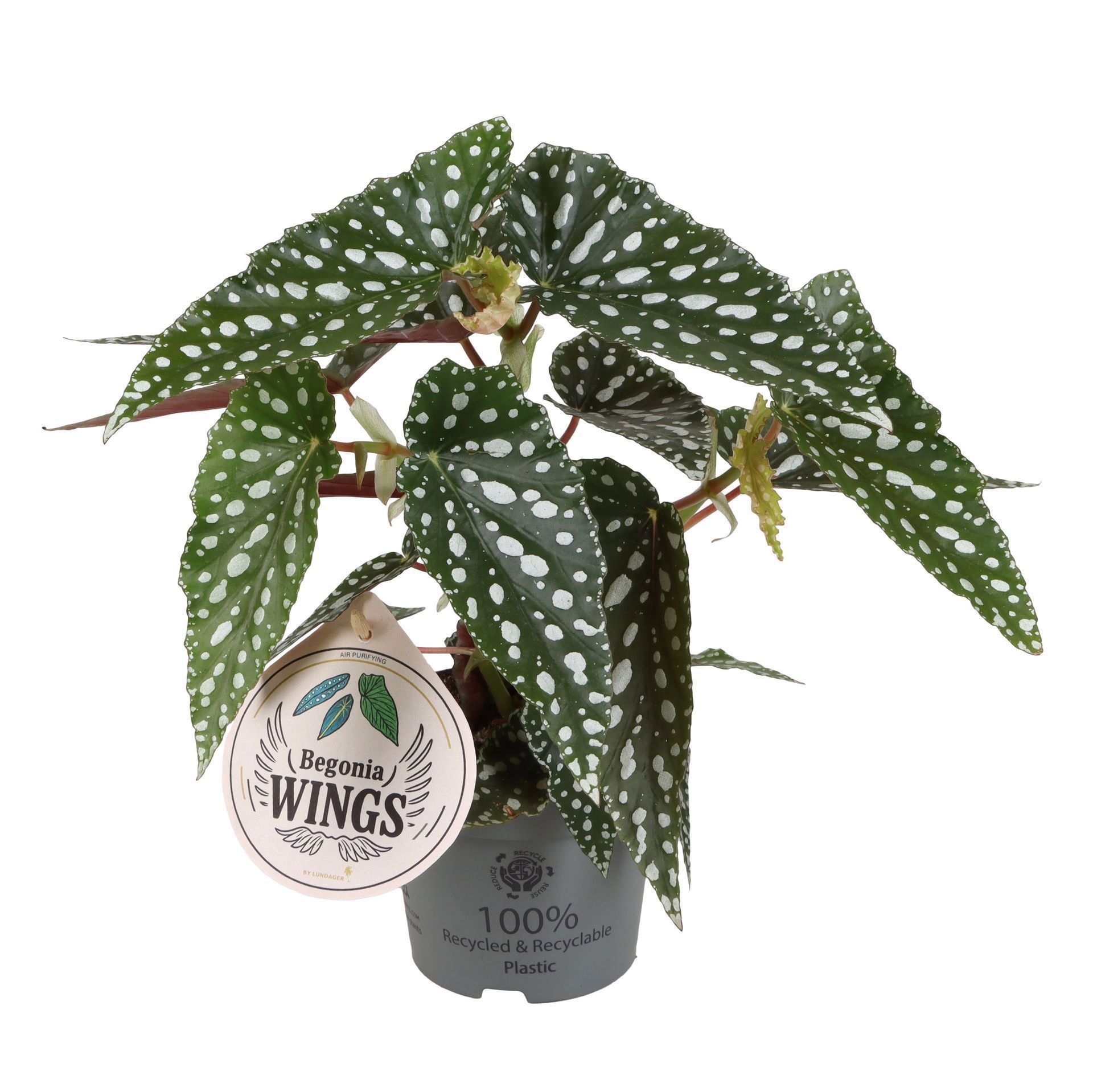 Begonia Wings Maculata Bubbles Compact 12cm, D 12