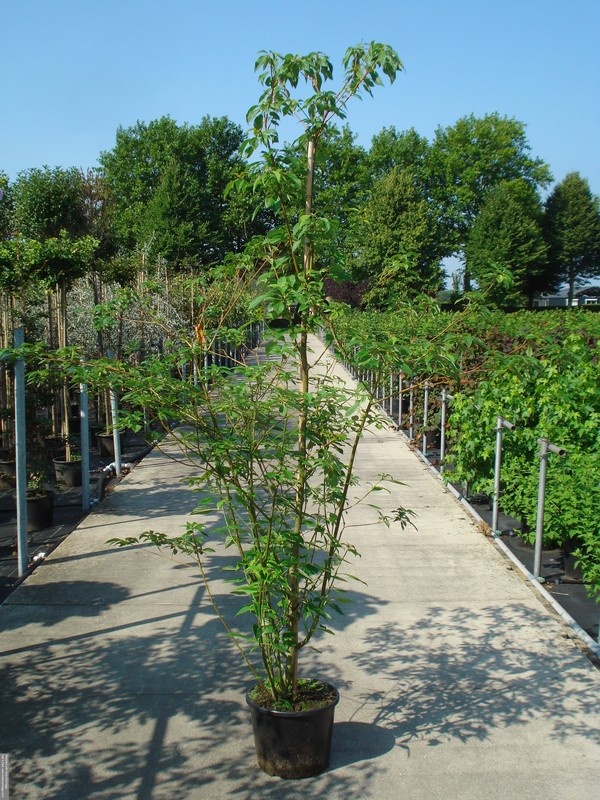 Cornus controversa, D 50