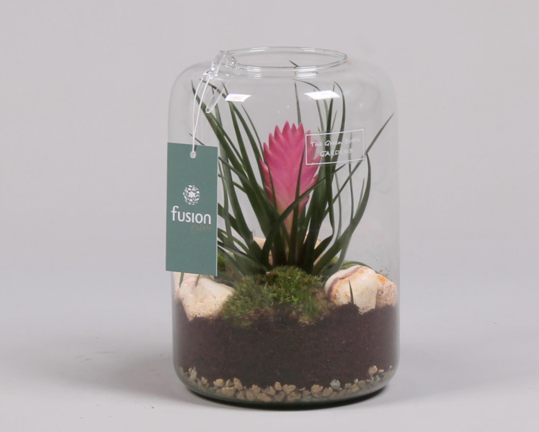 Green Bottle Isabella Small met Tillandsia, D 15