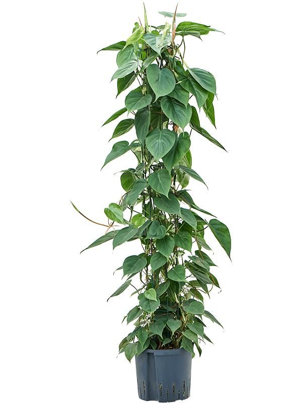 Philodendron scandens, D 22 cm