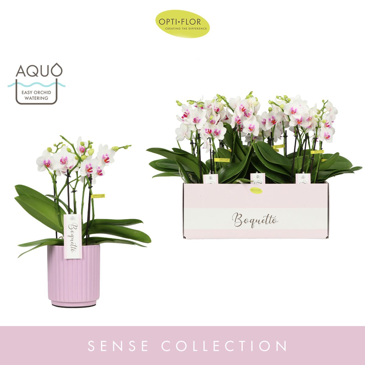 Boquetto Passione 3-5 spike in Molise Lilac Aquo, D 12 cm