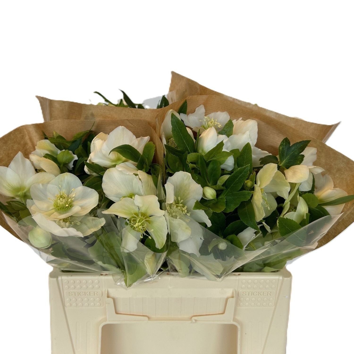 Хелеборус од. Квинс Вайт 30, шт.