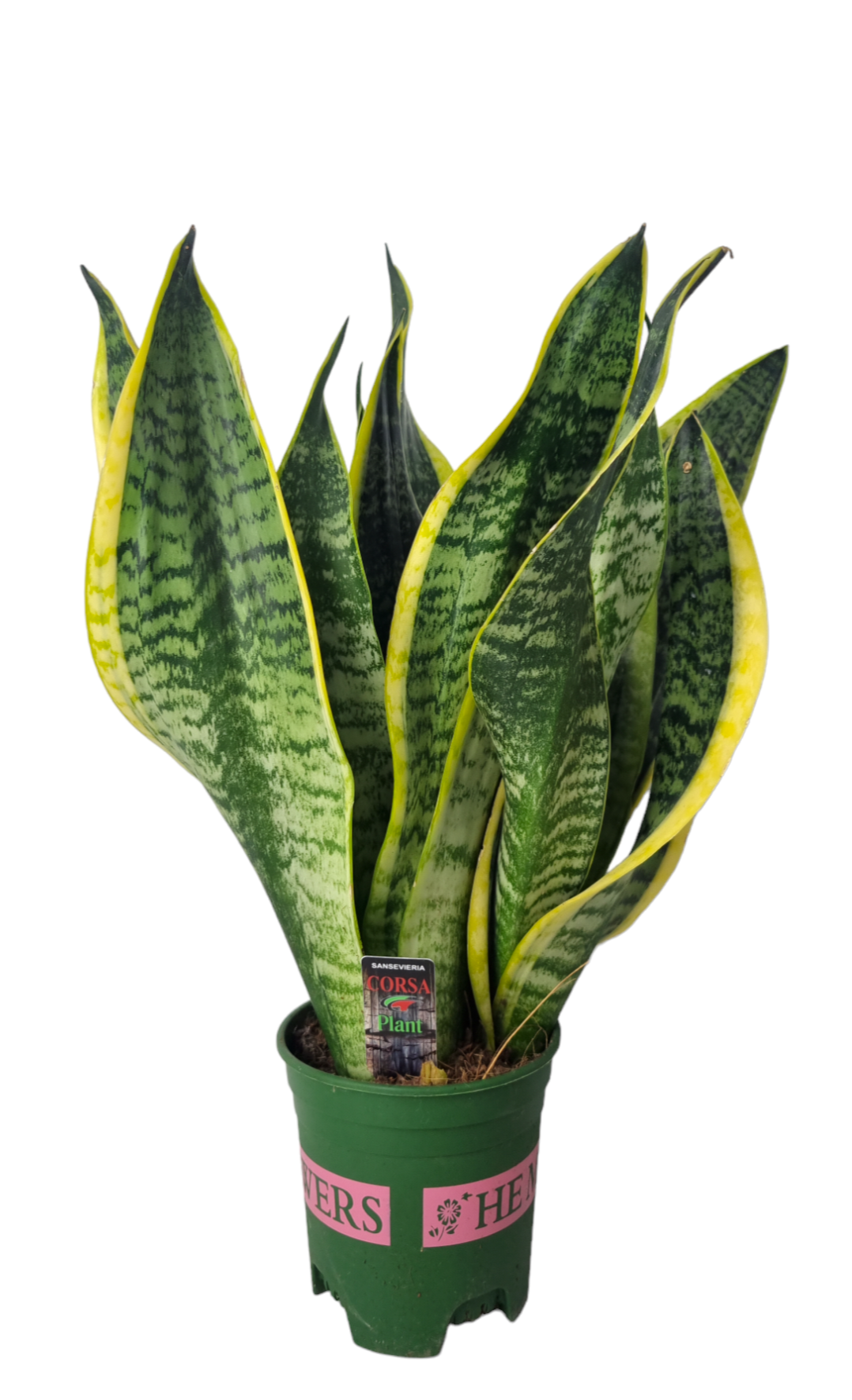 Sansevieria Superba 12 cm, D 12