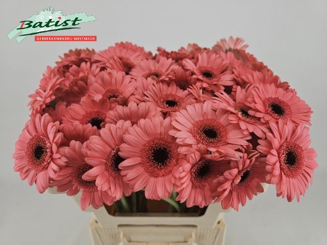 Гермини Видаль, шт.