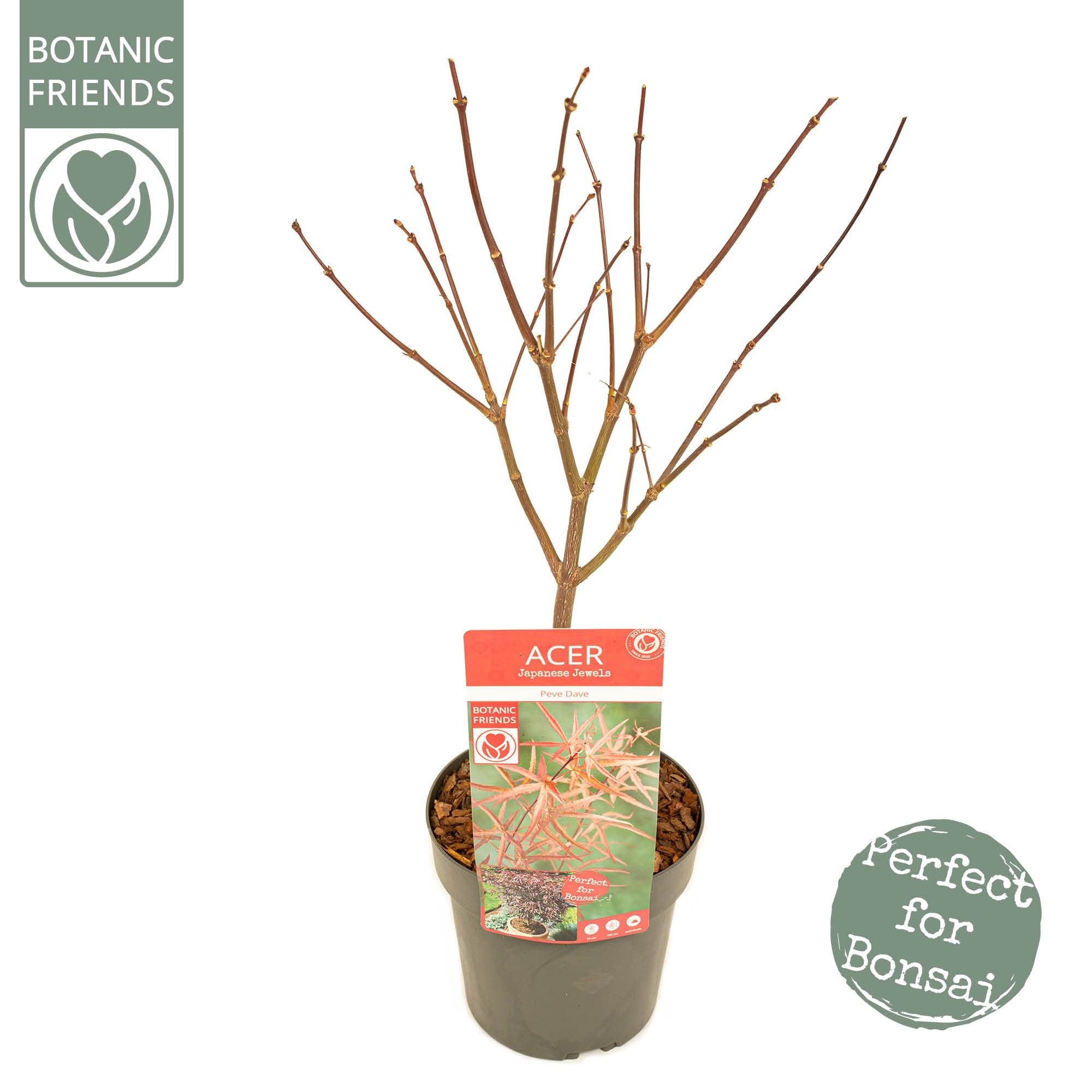 Acer palm. 'Pevé Dave' PREMIUM, D 19