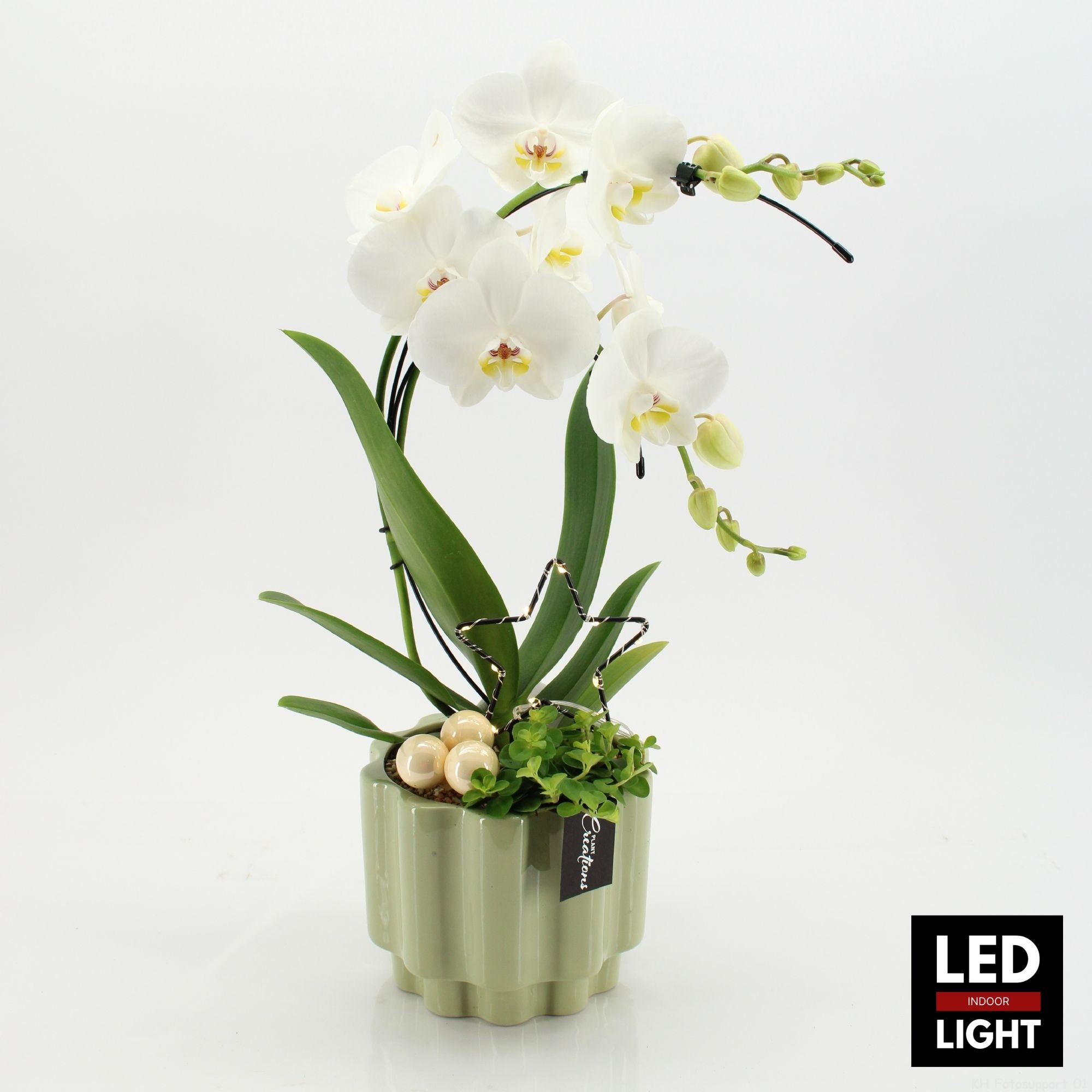 LICR-2512LED Limited Phalaenopsis Xmas, D 17 cm LICR-2512LED Limited Phalaenopsis Xmas, D 17 cm