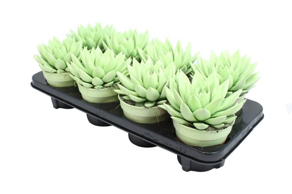 Miranda coloured pastel green, D 12