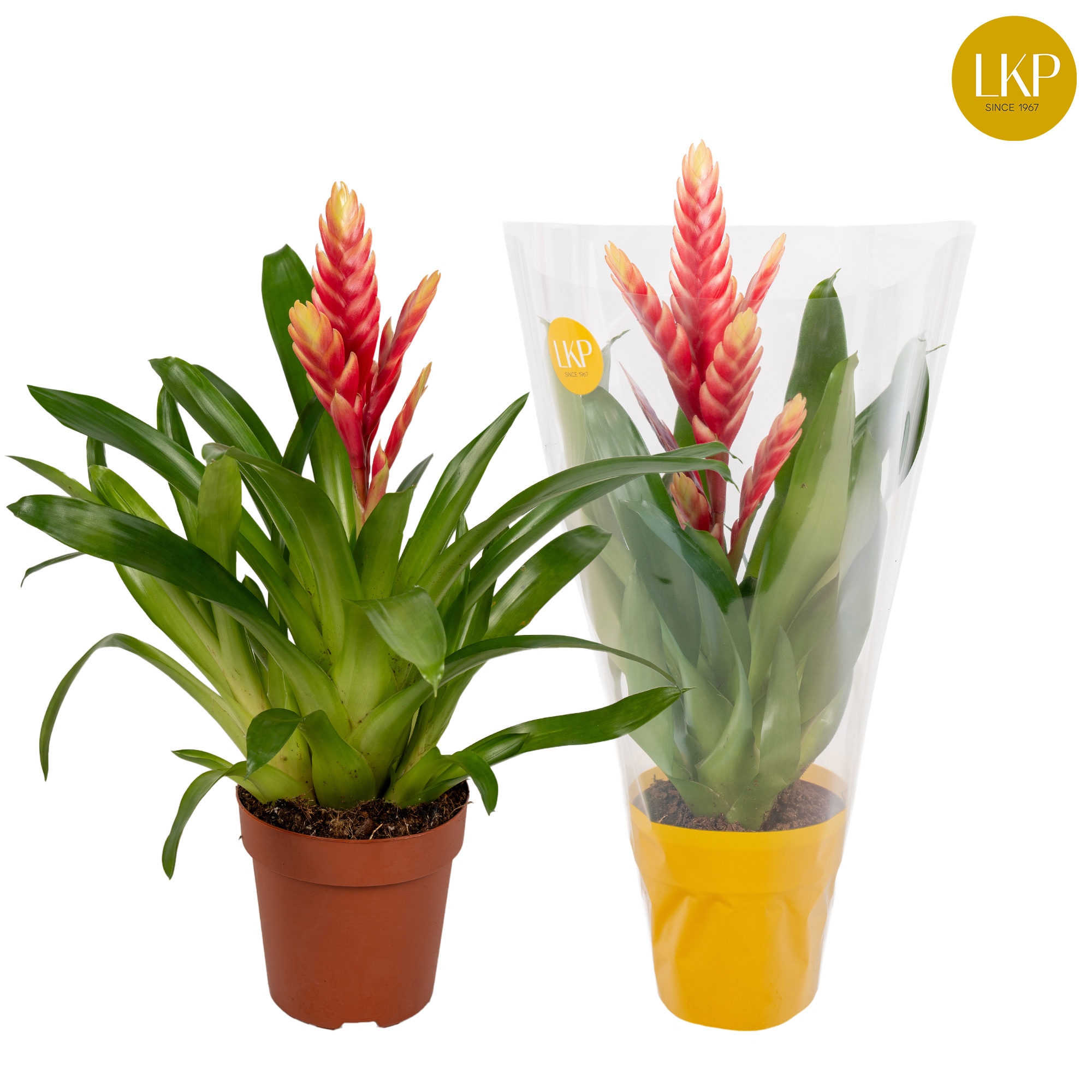 Vriesea Madonna Roze (Met Hoes), D 12