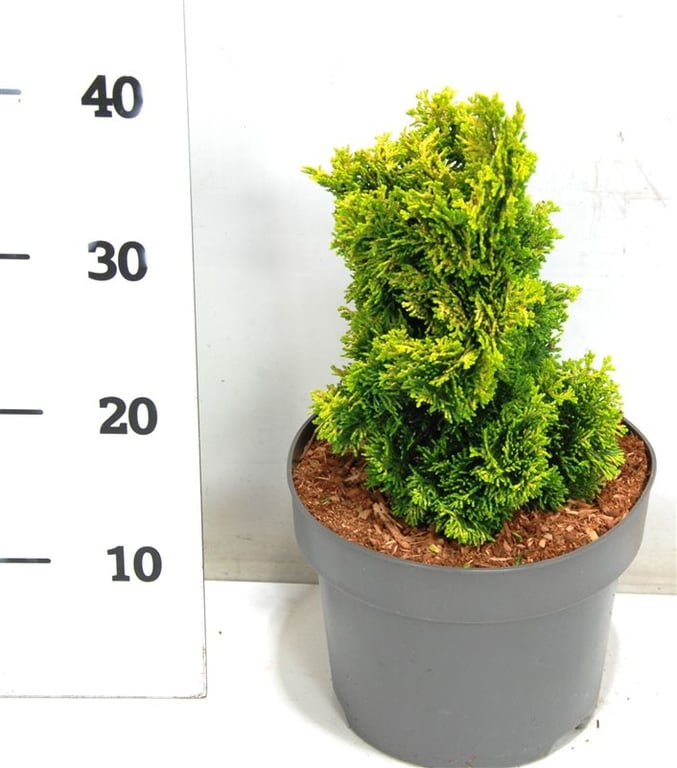Chamaecyparis o. 'Aurora', D 23