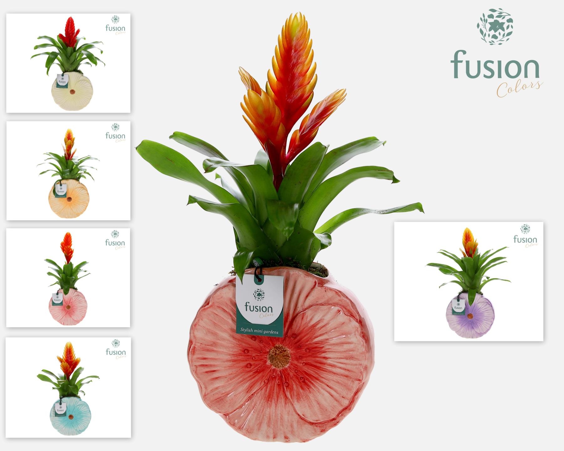 Keramiek Medium pot met Vriesea, D 18