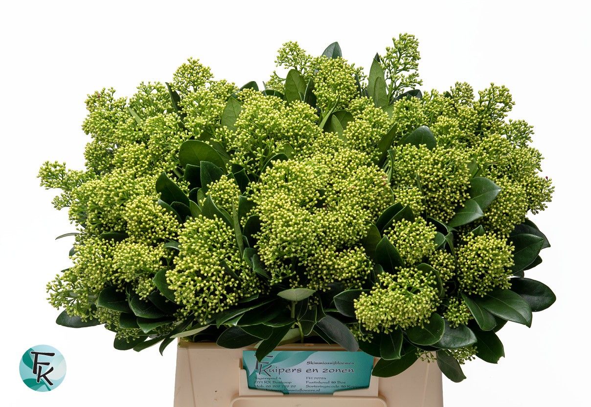 Скимия Финчи за пучок 45, пуч.