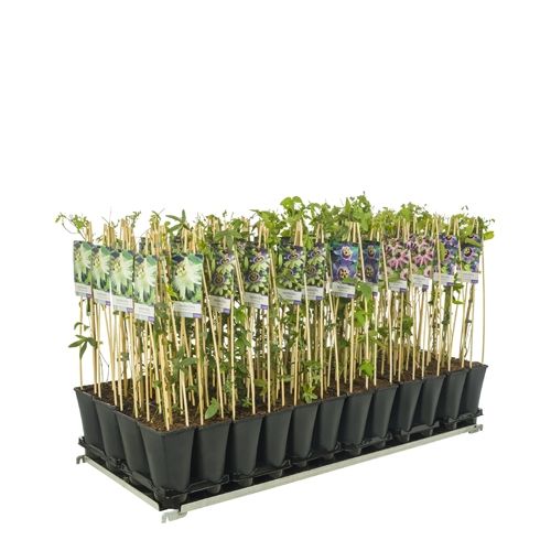 Mixshelf Passiflora +light label, D 17