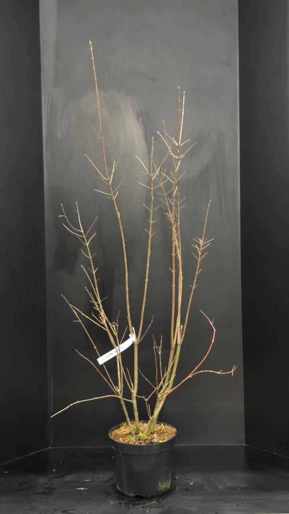 Euonymus europaeus, D 29