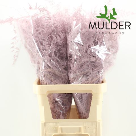 Аспарагус Овериг Крашеный (краш. ) 85, шт.