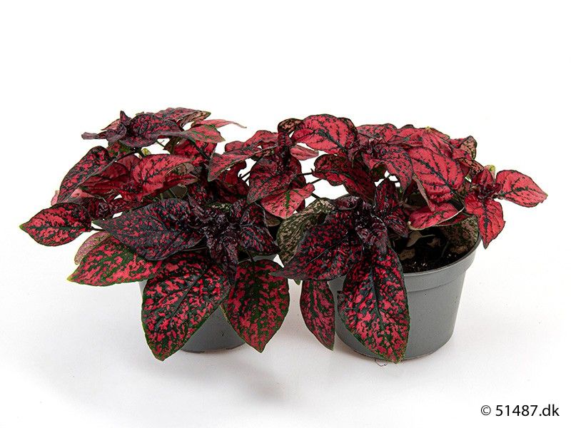 HYPOESTES PHYLLOSTACHYA 'RED', D 9