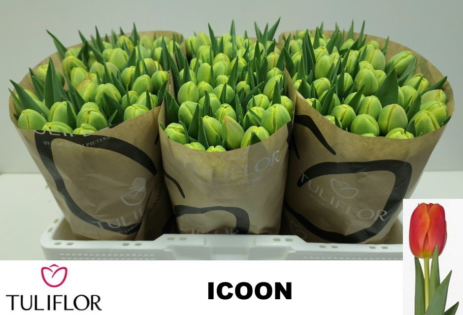 Тюльпан дв. Айкун (оранж.), шт.