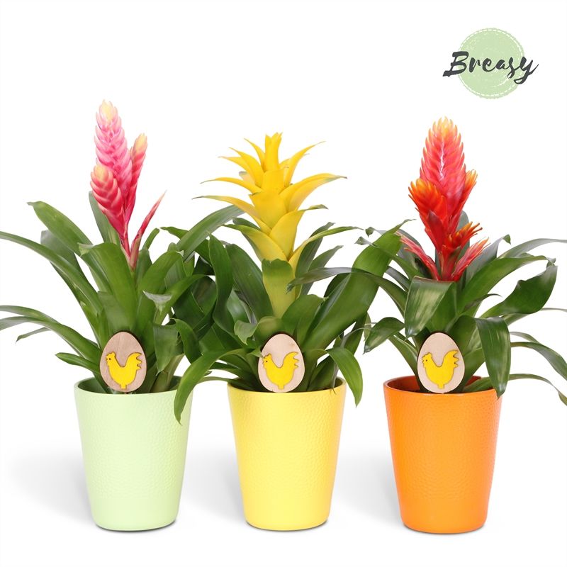 Bromelia Easter - 13cm in Florence + deco | Mimesis, D 12