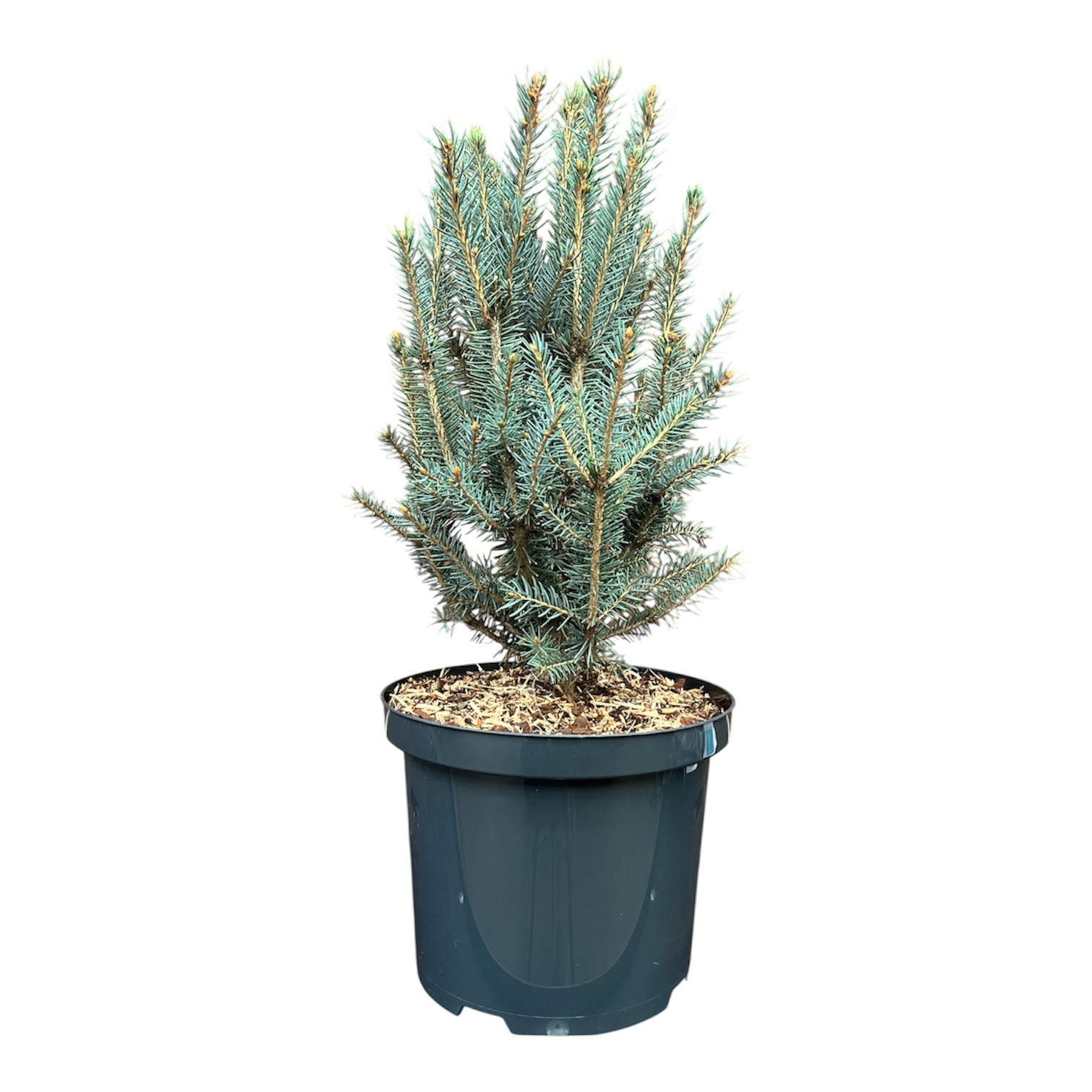 Picea pungens 'Scottie', D 23