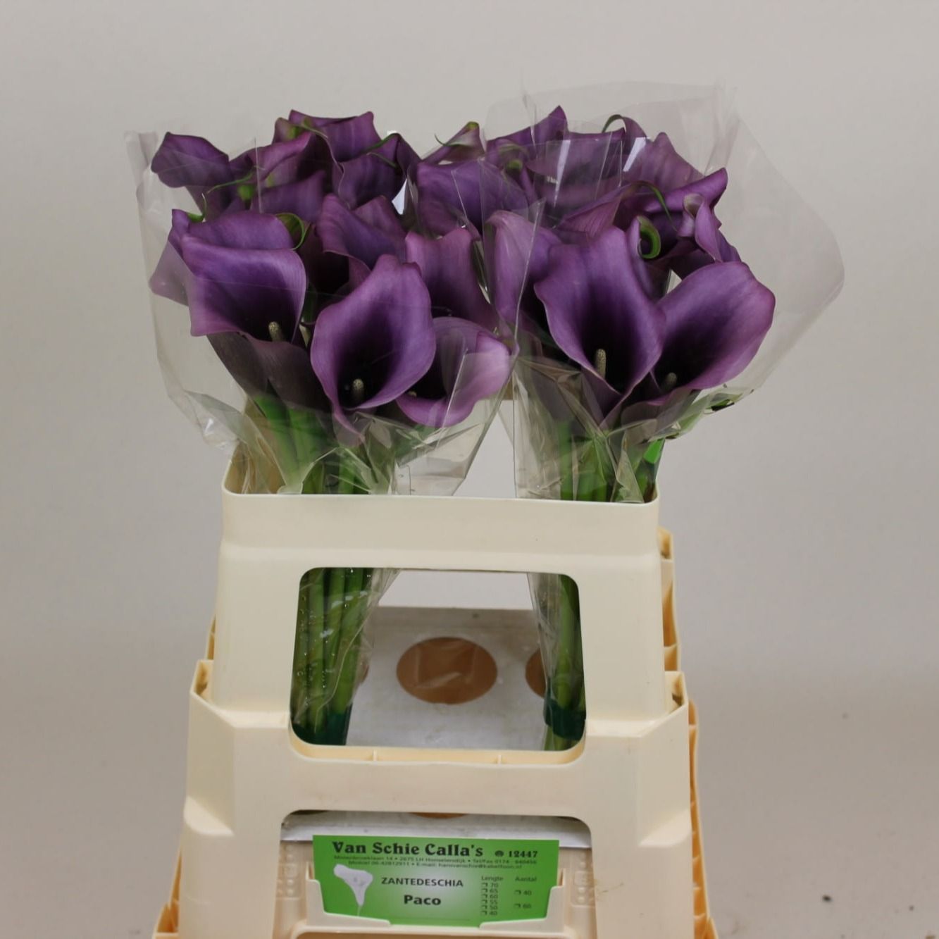 Калла Пако 60, шт.