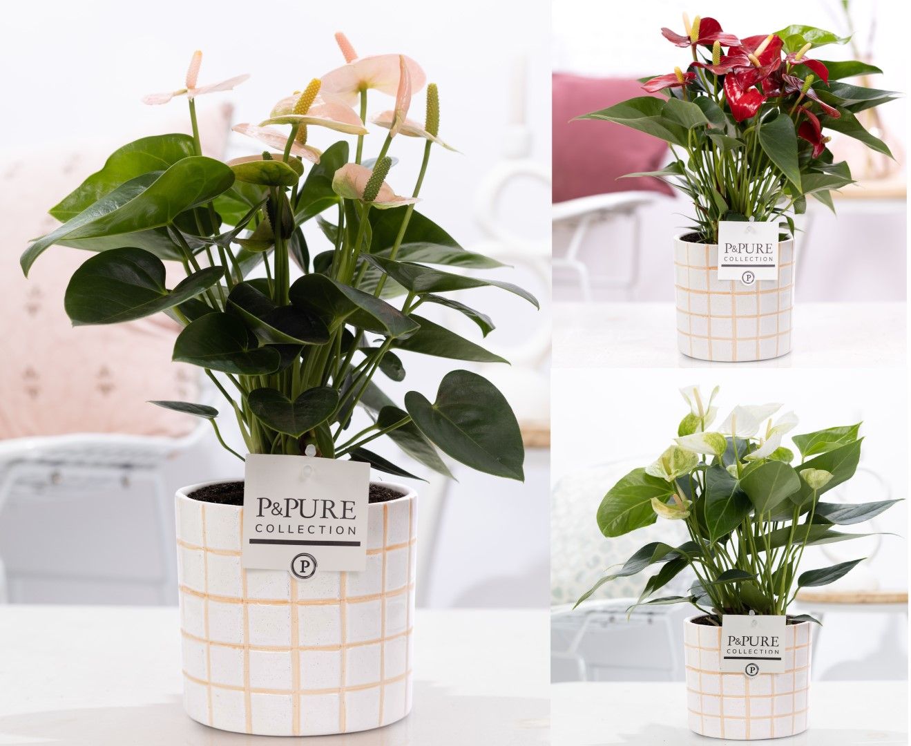 Anthurium mix in P&PURE Tirza ceramics, D 12