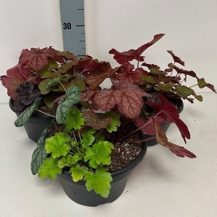 Heuchera in soort trio Schaal, D 23 cm