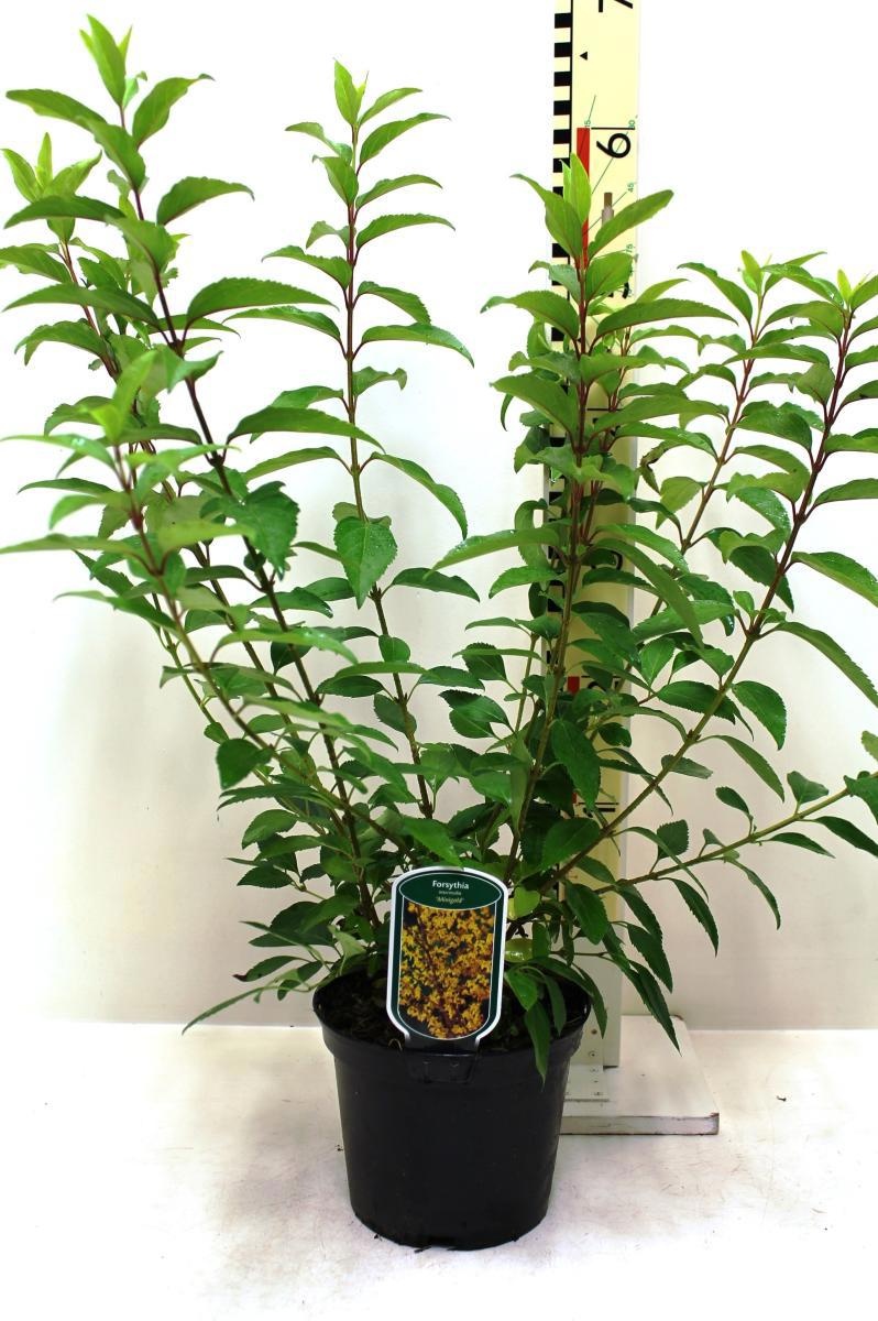Forsythia int. 'Minigold', D 19