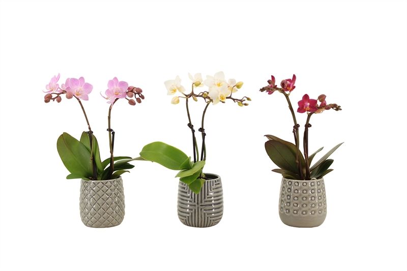 Betonpot p06 James Phal Tiny Dolls mix 2T10+ Aqu@, D 6