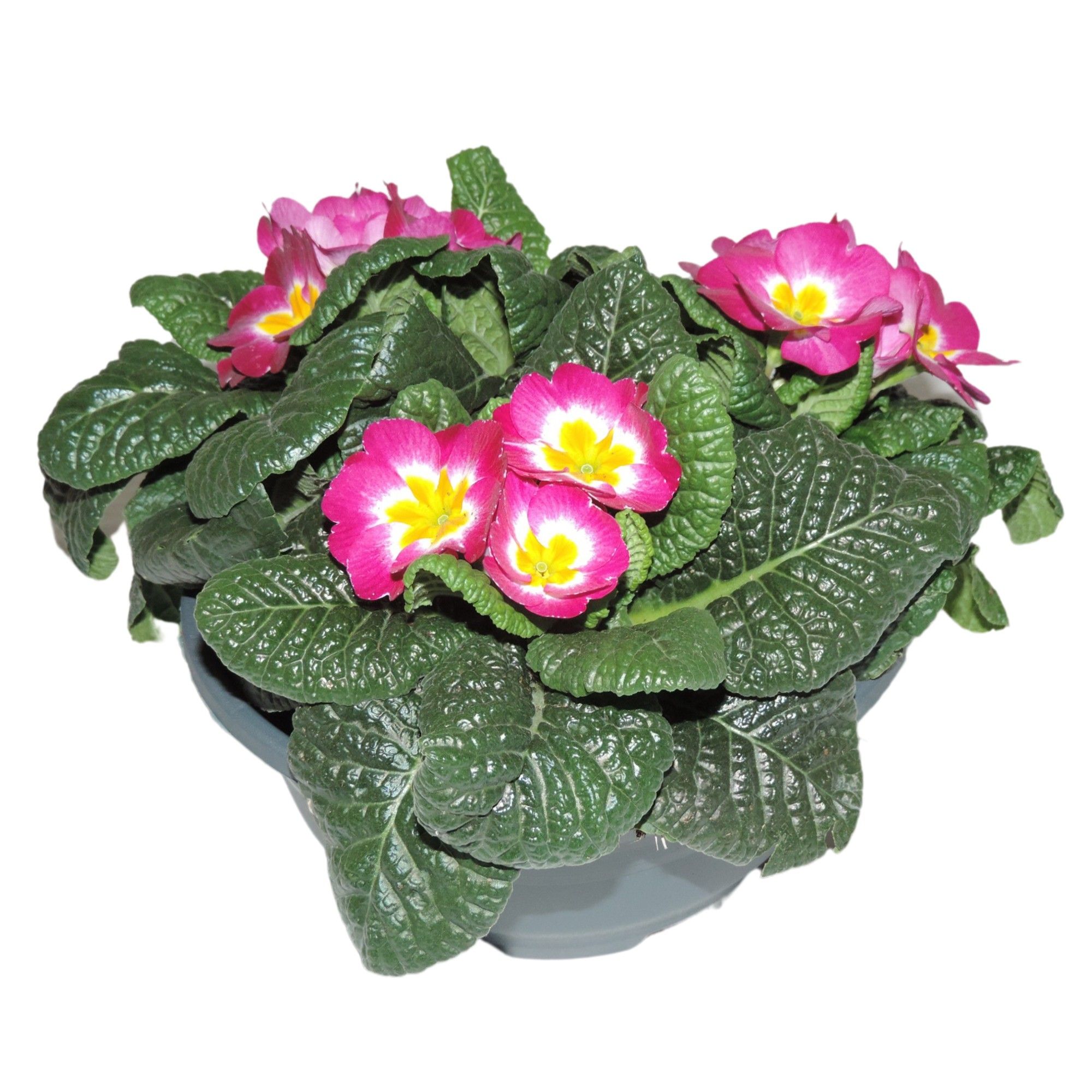 Primula Acaulis Paars Schaal 19 cm, D 19