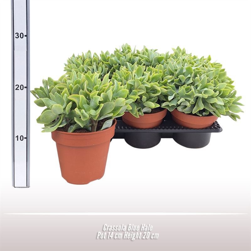 Crassula Blue Hale, D 14