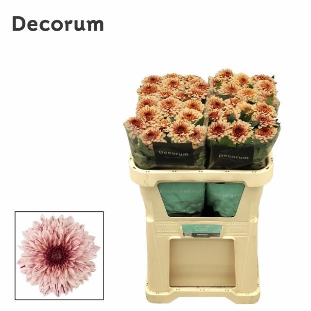 Хризантема од. Пип Салмон 70, шт.