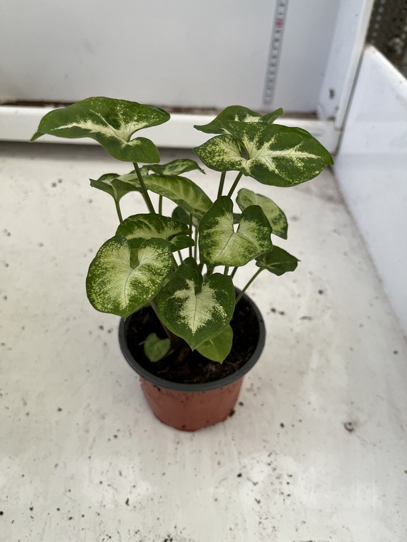 SYNGONIUM PODOPHYLLUM 'WHITE BUTTERFLY', D 9