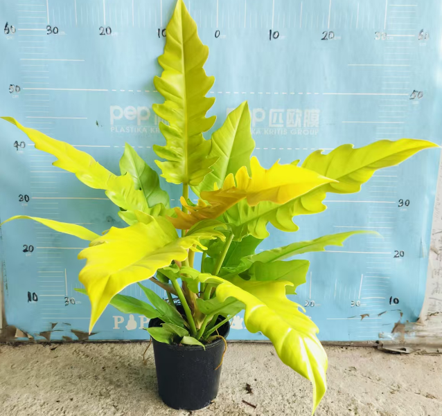 Филодендрон Голден Ринг оф Фире 15 55-60 15 55