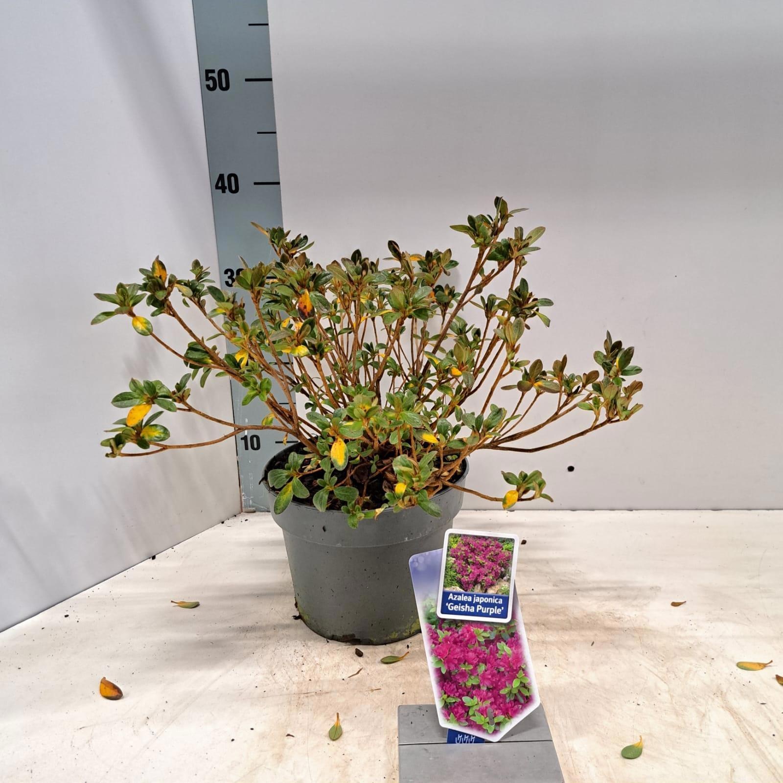 Rhododendron (AJ) 'Geisha Purple', D 19