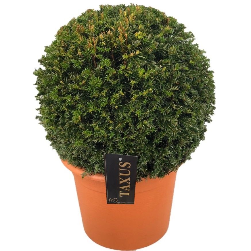 Taxus baccata Bol p33 (t) 50-55 ©, D 33